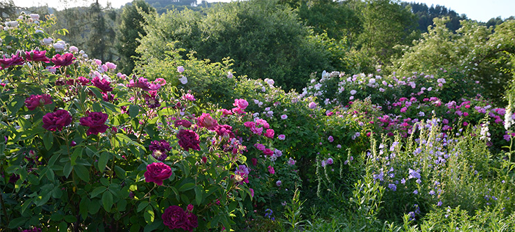 Hecke aus Alten Rosen